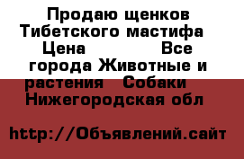 Продаю щенков Тибетского мастифа › Цена ­ 45 000 - Все города Животные и растения » Собаки   . Нижегородская обл.